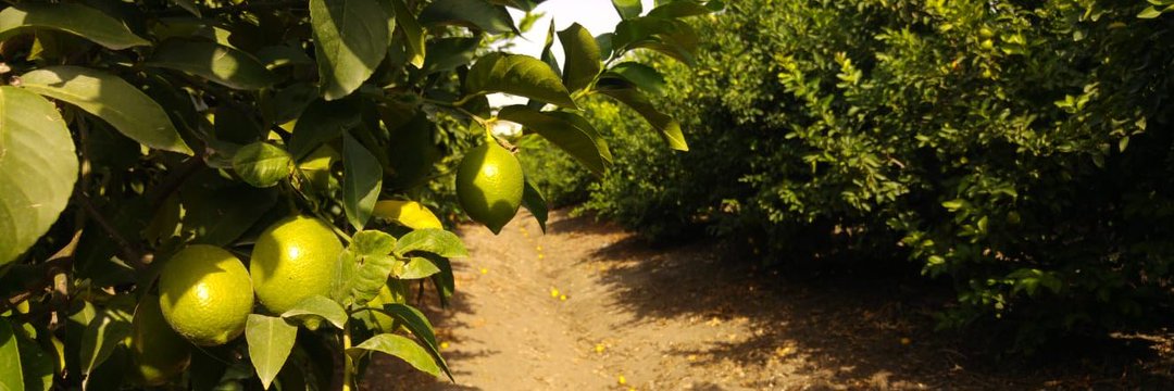 Nanomik Biotechnology