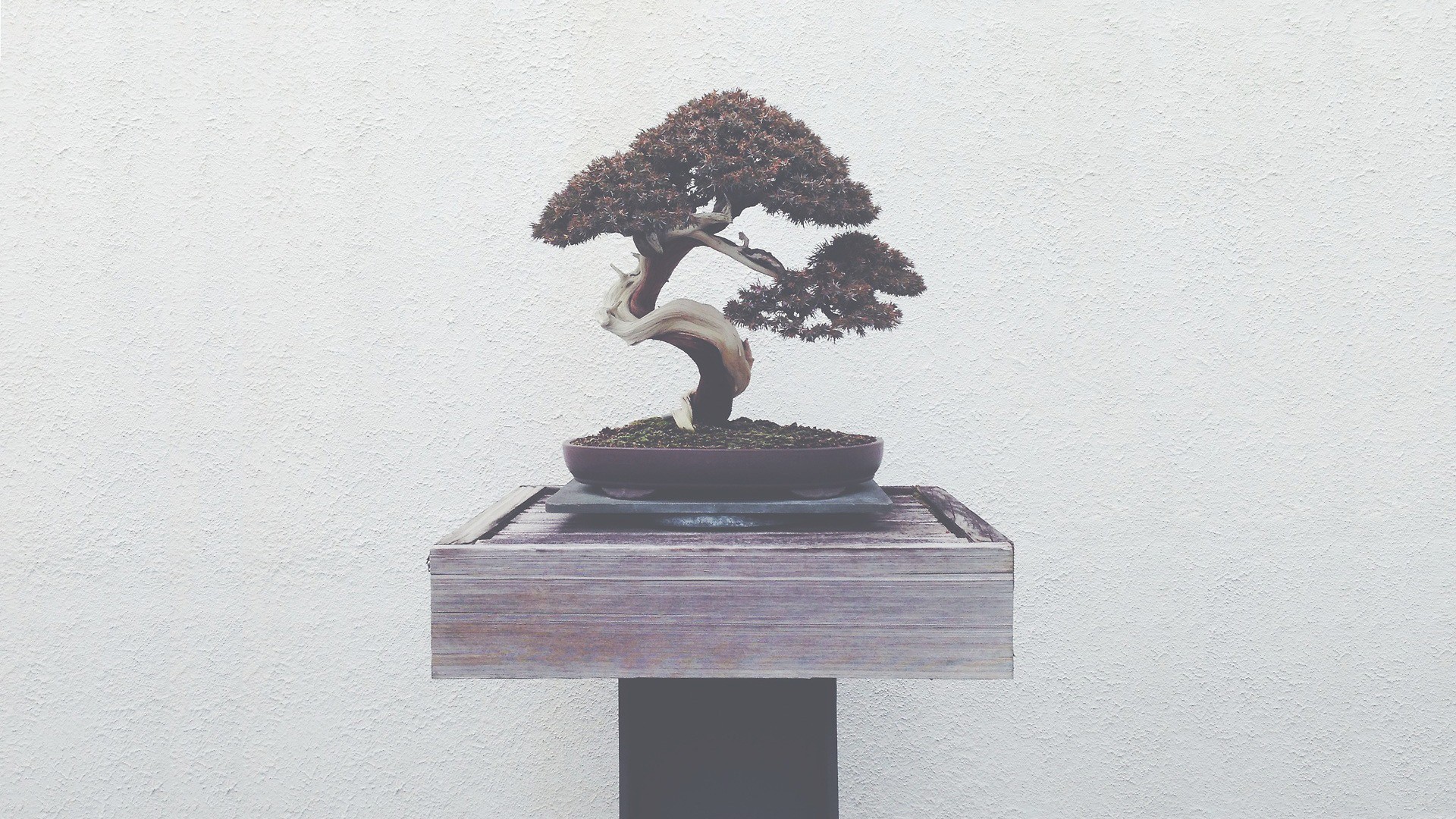 Bonsai Partners